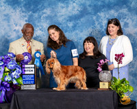 Cavalier King Charles Spaniel #42 Fri 2 WB Judge Eugene Blake