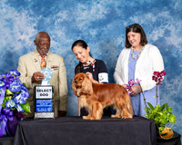 Cavalier King Charles Spaniel #7 Fri 2 SD Judge Eugene Blake