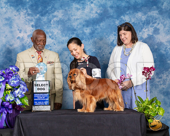 Cavalier King Charles Spaniel #7 Fri 2 SD Judge Eugene Blake__SR_6820_HR3