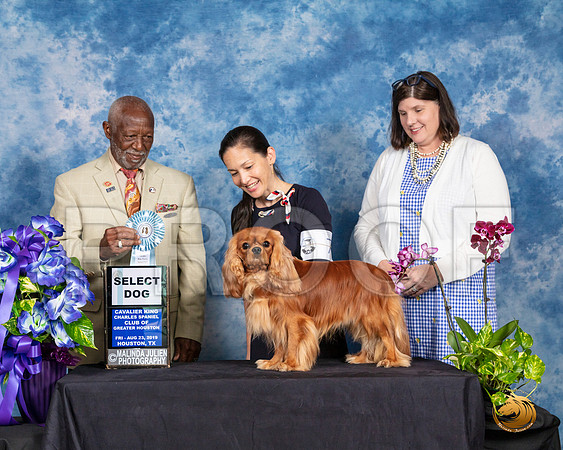 Cavalier King Charles Spaniel #7 Fri 2 SD Judge Eugene Blake__SR_6822_HR3