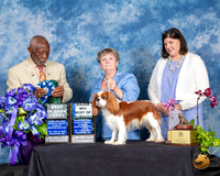 Cavalier King Charles Spaniel #9 Fri 2 BOW BPup Judge Eugene Blake