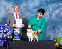 Chihuahua Long Coat #15 Fri 2 SD Judge Luis Carlos Esperon