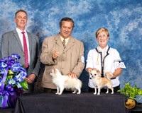 Chihuahua Long Coat #19 Fri Father Daughter Judge Luis Carlos Esperon