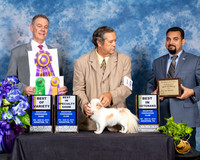 Chihuahua Long Coat #19 Fri 2 BOV BISS Judge Luis Carlos Esperon
