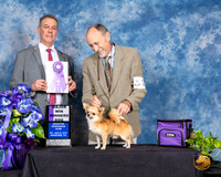 Chihuahua Long Coat #25 Fri 2 WD Maj Judge Luis Carlos Esperon