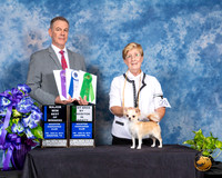 Chihuahua Smooth #20 Fri 2 BOW BBEV Judge Luis Carlos Esperon