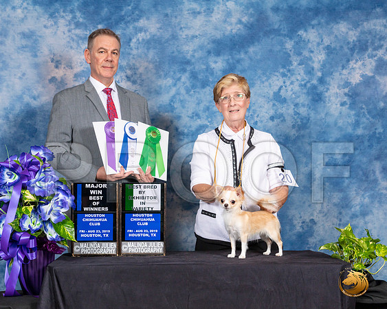Chihuahua Smooth #20 Fri 2 BOW BBEV Judge Luis Carlos Esperon__SR_6849_HR3