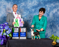Chihuahua Smooth #20 Fri 2 BOX WB Judge Luis Carlos Esperon