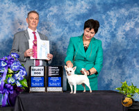 Chihuahua Smooth #9 Fri 2 SD OHBV Judge Luis Carlos Esperon