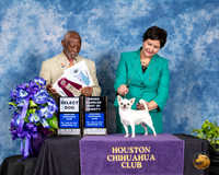 Chihuahua Smooth #9 Fri SD OHBOV Judge Eugene Blake