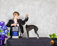 Italian Greyhound #12 Sat NGChB