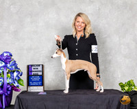 Italian Greyhound #21 Sat WD Maj