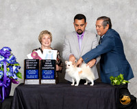 Chihuahua Long Coat #19 Sat BOH NGrChGold Judge Sharon Masik