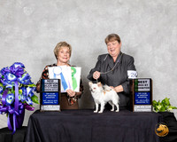 Chihuahua Long Coat #24 Sat NC Judge Sharon Masik