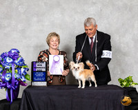 Chihuahua Long Coat #27 Sat WD Maj Judge Sharon Masik