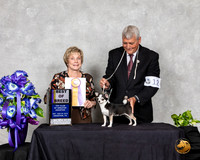 Chihuahua Smooth #12 Sat BOB Judge Sharon Masik