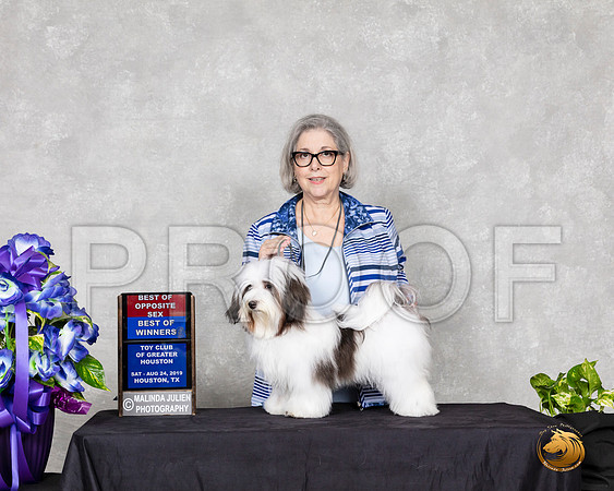 Havanese #6 Sat BOS BOW Judge Luis Carlos Esperon__SR_6921_HR3