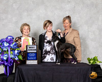 Italian Greyhound #J500 Best Jr Judge Sharon Masik
