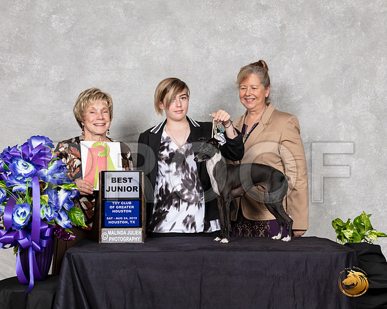 Italian Greyhound #J500 Best Jr Judge Sharon Masik__SR_7007_HR3