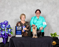 Yorkshire Terrier #17 Sat BOW Maj Judge Sharon Masik