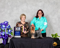 Yorkshire Terrier #7 Sat BOB BOS Judge Sharon Masik