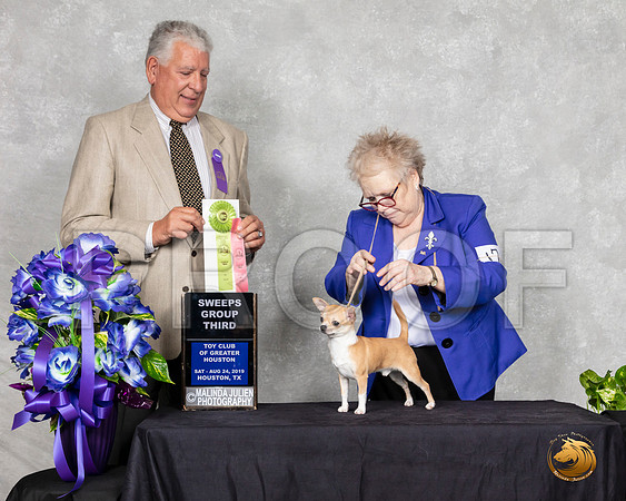 Chihuahua Smooth #17 Sat SweepsG3 Judge Cameron Riegel__SR_7041_HR3