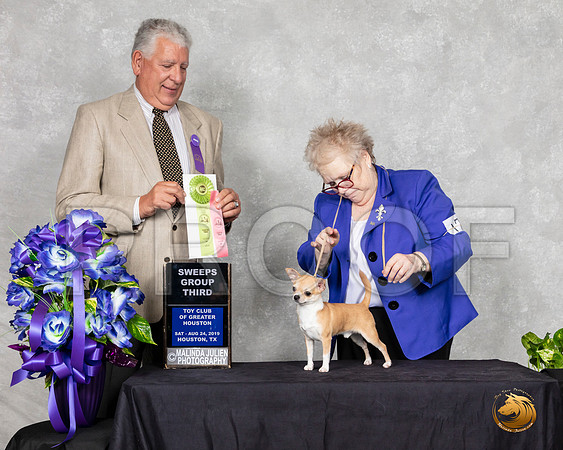 Chihuahua Smooth #17 Sat SweepsG3 Judge Cameron Riegel__SR_7042_HR3