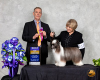 Chinese Crested #11 Sat BOB Judge Luis Carolos Esperon