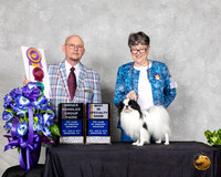 Japanese Chin #7 Sat BISS OHG3 Judge Benson Ray