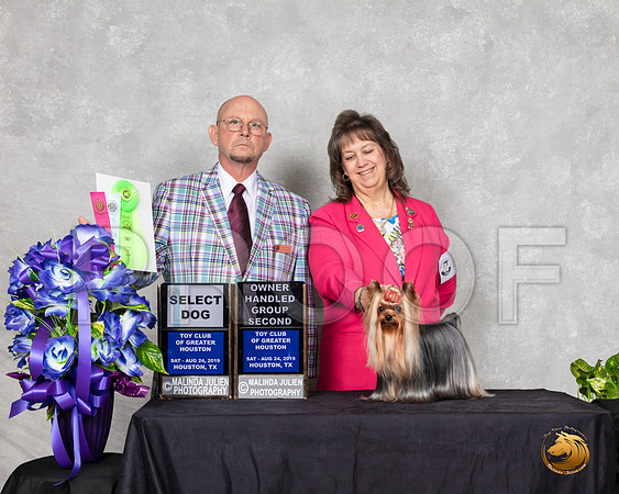 Yorkshire Terrier #15 Sat OHG3 Judge Benson Ray__SR_7039_HR3