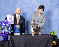 Chihuahua Smooth #20 Sun WB Maj Judge Benson Ray