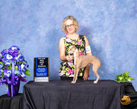 Italian Greyhound #6 Sun BOW Maj Judge Sharon Masnick