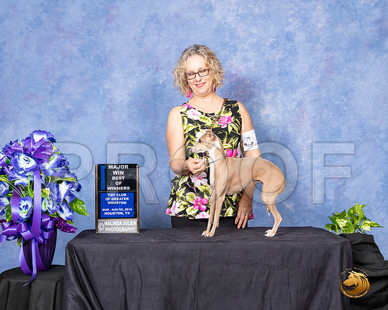 Italian Greyhound #6 Sun BOW Maj Judge Sharon Masnick__SR_7060_HR3