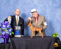 Miniature Pinscher #5 Sun BOB Judge Benson Ray