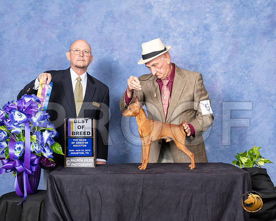 Miniature Pinscher #5 Sun BOB Judge Benson Ray__SR_7064_HR3
