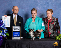 Chihuahua Long Coat #8 Sun SB Judge Benson Ray