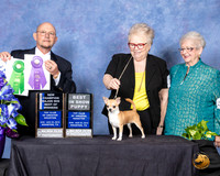 Chihuahua Smooth #17 NCh BOW Judge Benson Ray
