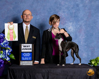 Italian Greyhound #J500 Sun BJr Judge Benson Ray