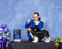 Cavalier King Charles #27 Sun OHBOB Judge Sharon Masnick