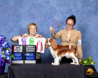 Cavalier King Charles Spaniel #22 Sun BOS Judge Sharon Masnick
