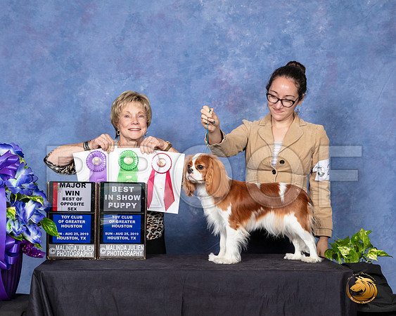 Cavalier King Charles Spaniel #22 Sun BOS Judge Sharon Masnick__SR_7127_HR3