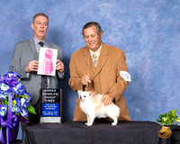 Chihuahua #19 Sun OHG1 Judge Luis Carlos Esperon