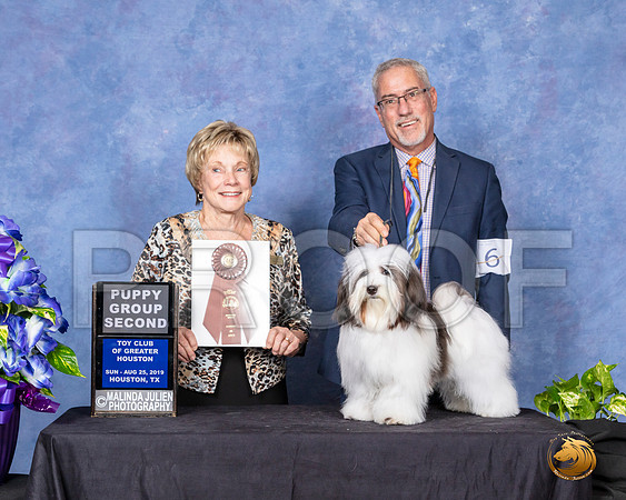 Havanese #6 Sun PG2 Judge Sharon Masnick__SR_7178_HR3