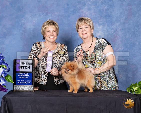Pomeranian #22 Sun WB Judge Sharon Masnick__SR_7134-Edit_HR3