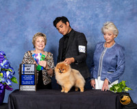 Pomeranian #29 Sun BOW Judge Sharon Masnick