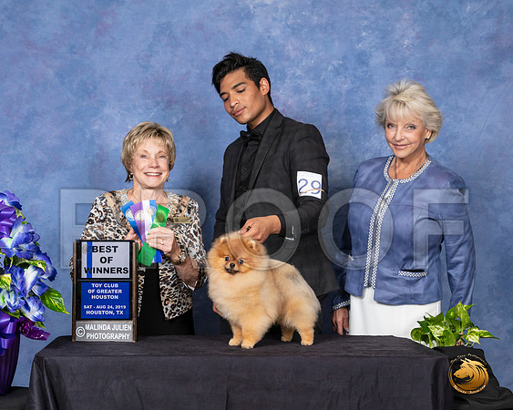 Pomeranian #29 Sun BOW Judge Sharon Masnick__SR_7131_HR3