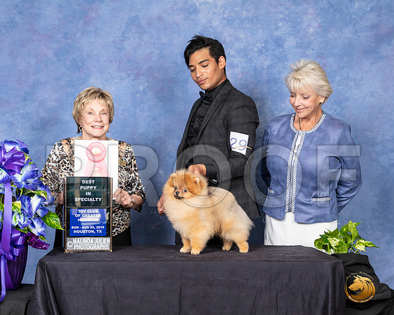 Pomeranian #29 Sun Best Puppy in Spec  Judge Sharon Masnick__SR_7154_HR3