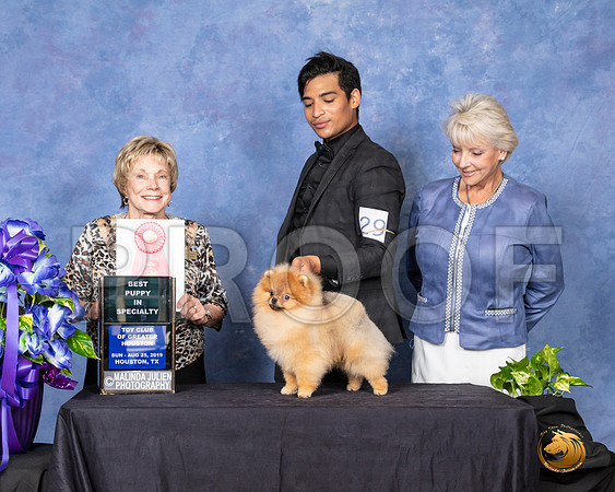 Pomeranian #29 Sun Best Puppy in Spec  Judge Sharon Masnick__SR_7155_HR3