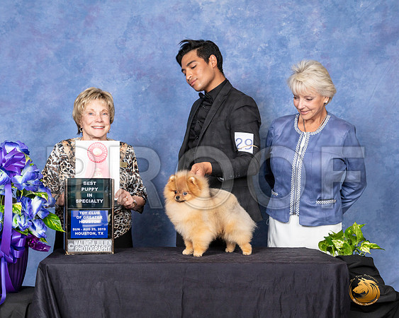 Pomeranian #29 Sun Best Puppy in Spec  Judge Sharon Masnick__SR_7157_HR3
