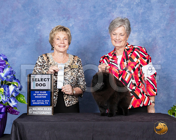 Pomeranian #9 Sun SD  Judge Sharon Masnick__SR_7137_HR3